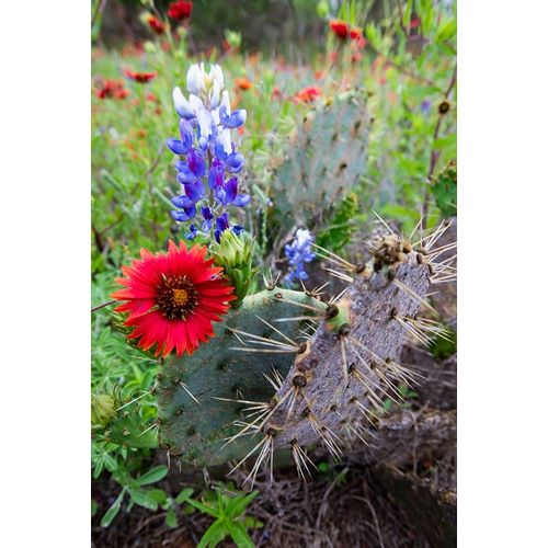 Firewheels and Bluebonnets with Prickly Pear Cactus